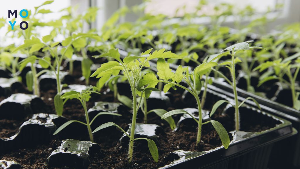 розсада на вікні