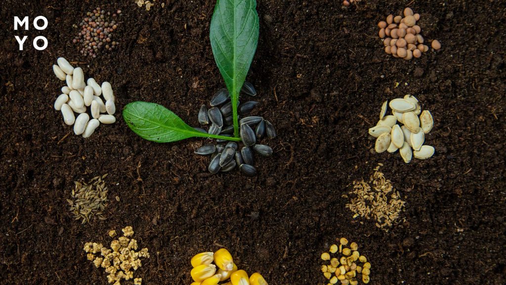 семена на почве