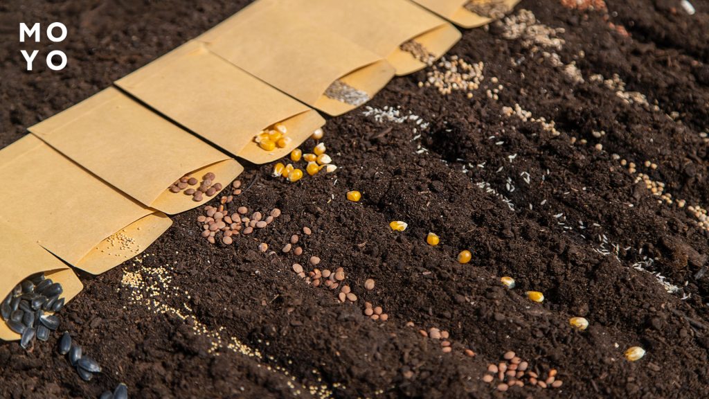 посіяне насіння в ґрунті