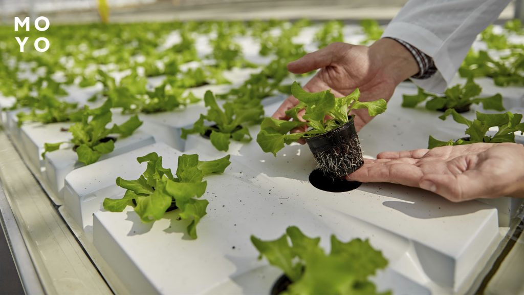 вирощування салату в парнику