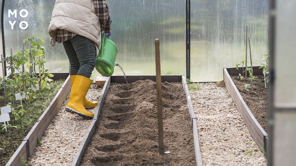 полив лунок под посадку картофеля в теплице