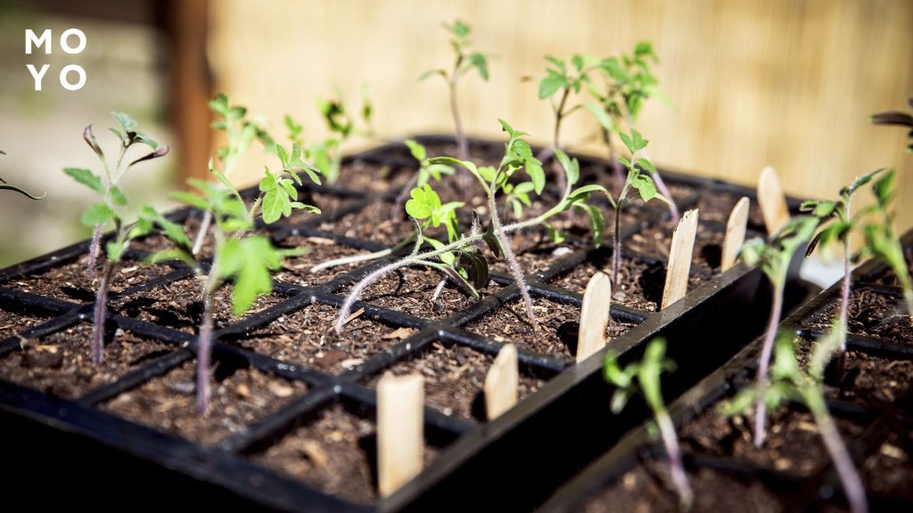 саженцы помидоров