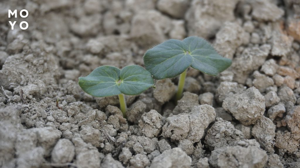 рост рассады в грунте