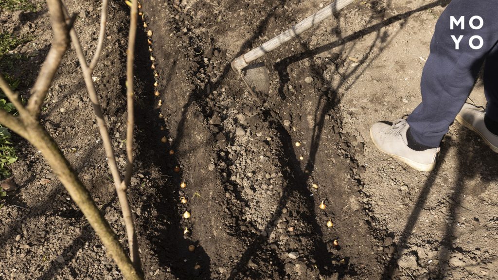 сприятливі дні для посадки у травні