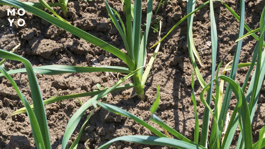 посадочные дни в мае