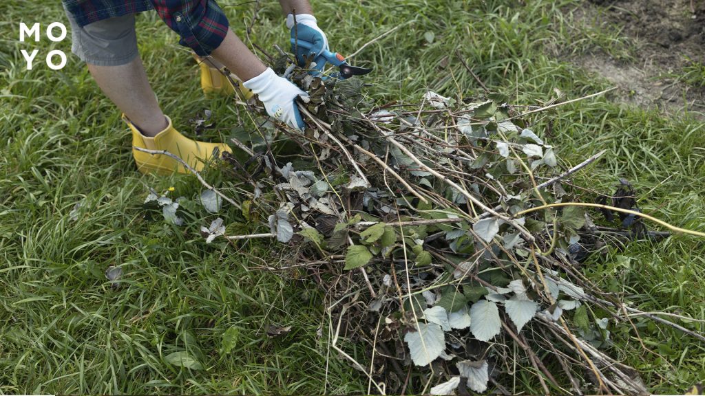 обрізка старих і хворих кущів малини