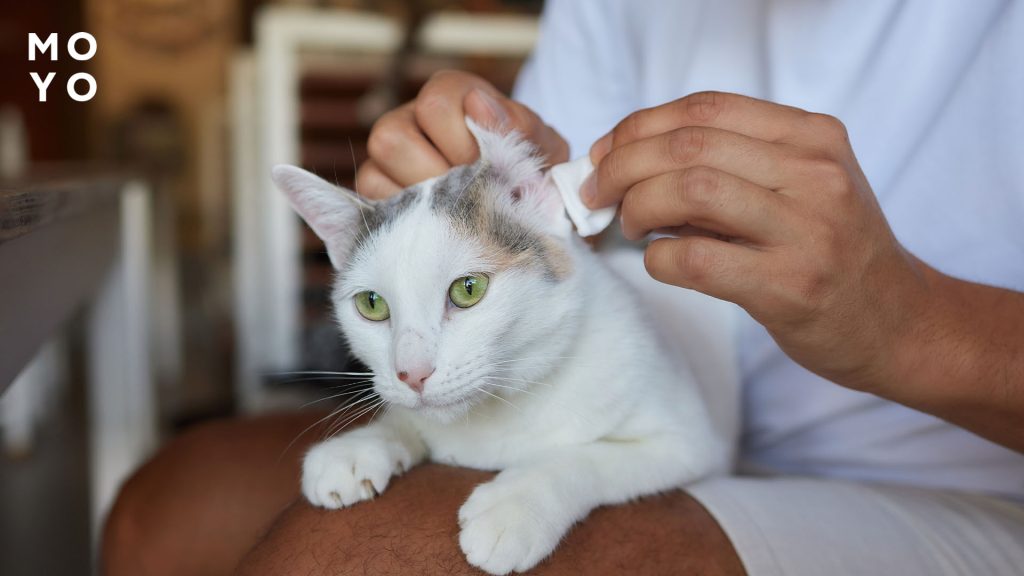 хозяин обрабатывает уши коту