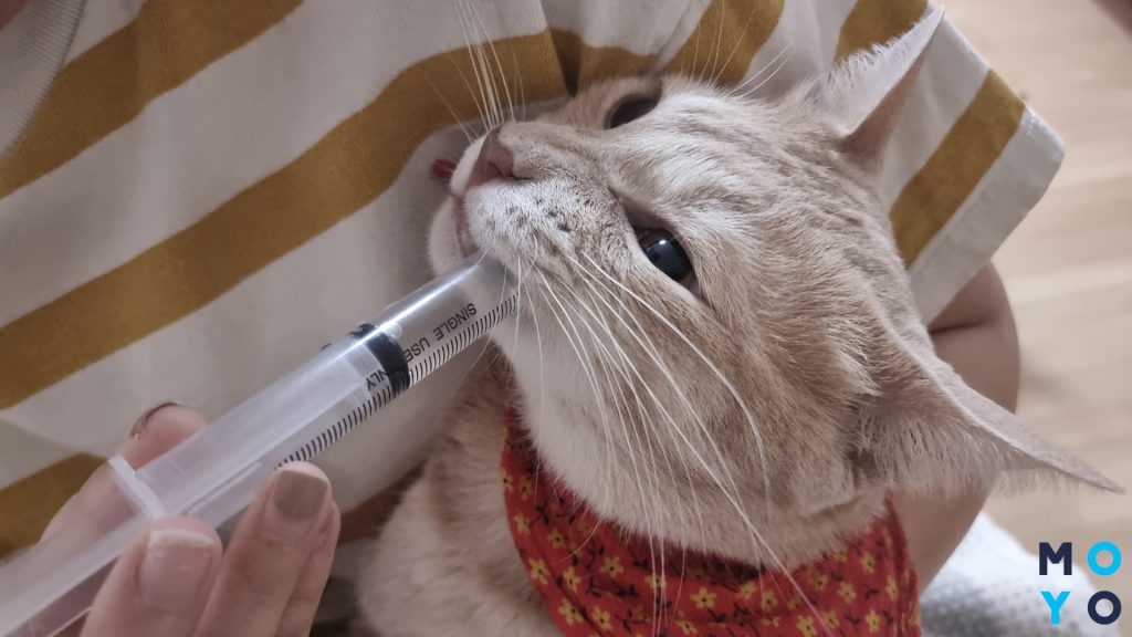 кошка пьет воду со шприца